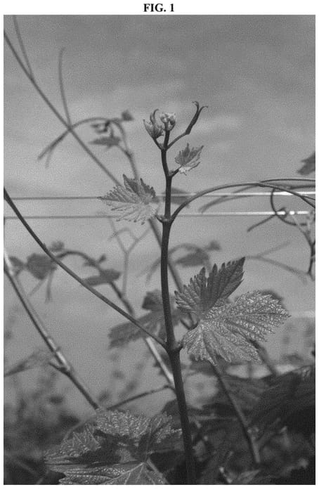 Figure 1 of US plant patent PP32783, the photograph of VOLTURNIS printed in the patent.