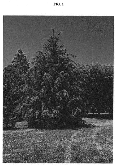 Figure 1 of US plant patent PP32784, the photograph of Traveler printed in the patent.