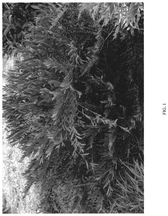 Figure 1 of US plant patent PP32785, the photograph of BLDY02 printed in the patent.