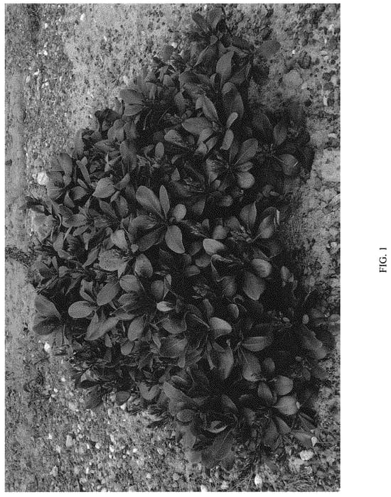Figure 1 of US plant patent PP32786, the photograph of DB-01 printed in the patent.