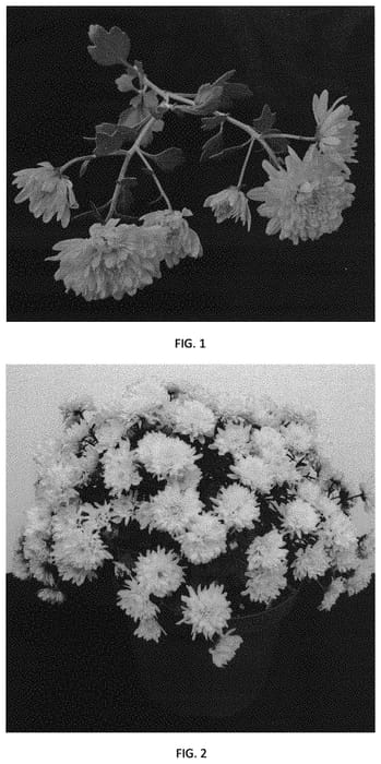 Figure 1 of US plant patent PP32787, the photograph of CIFZ0075 printed in the patent.