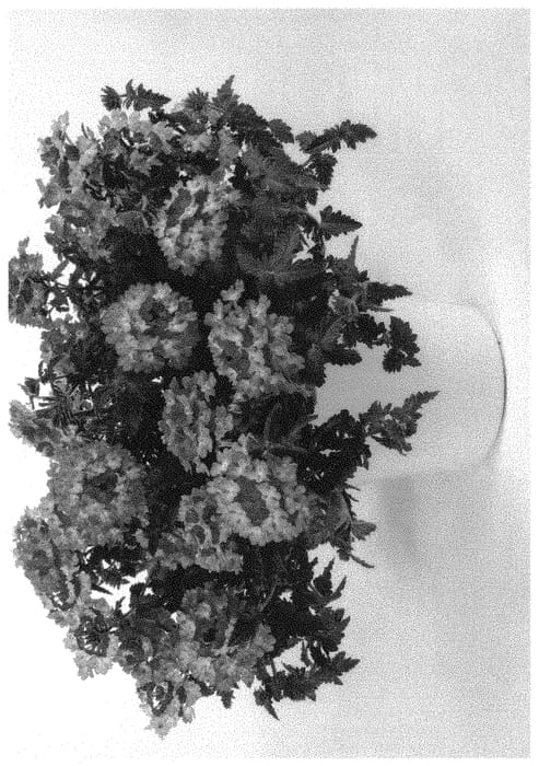 Figure 1 of US plant patent PP32788, the photograph of DVERBINPR printed in the patent.