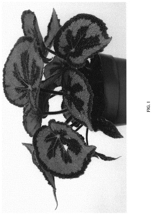 Figure 1 of US plant patent PP32789, the photograph of EC-BEGO-1902 printed in the patent.