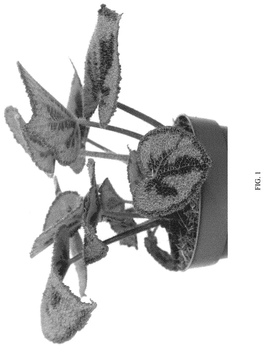 Figure 1 of US plant patent PP32790, the photograph of EC-BEGO-1901 printed in the patent.