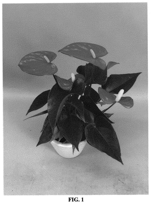 Figure 1 of US plant patent PP32791, the photograph of ANTHGOWL printed in the patent.