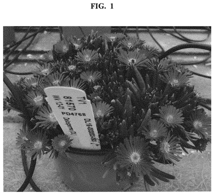 Figure 1 of US plant patent PP32792, the photograph of Dodelrochrynere printed in the patent.