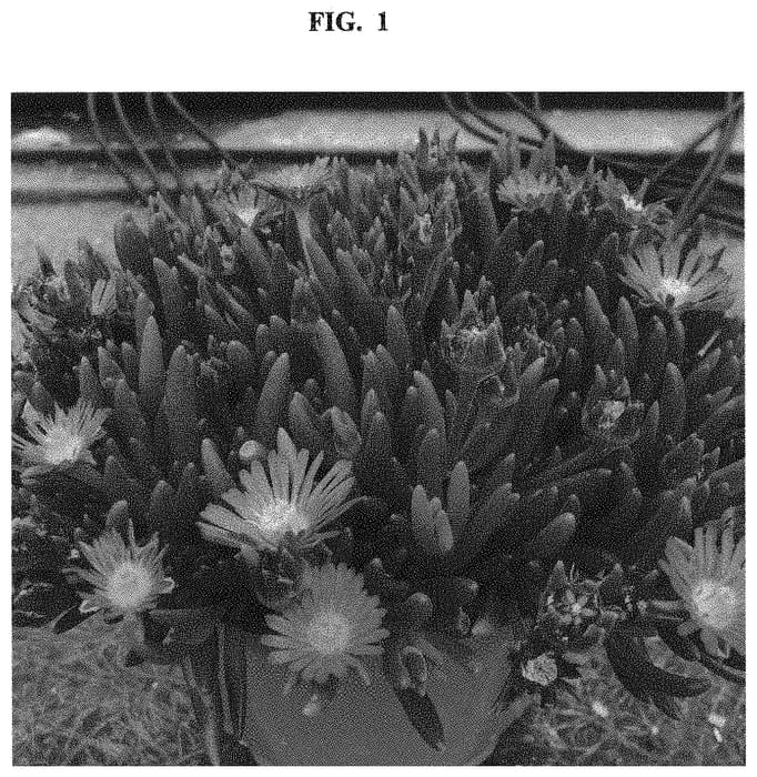 Figure 1 of US plant patent PP32793, the photograph of Dodelrochrypu printed in the patent.