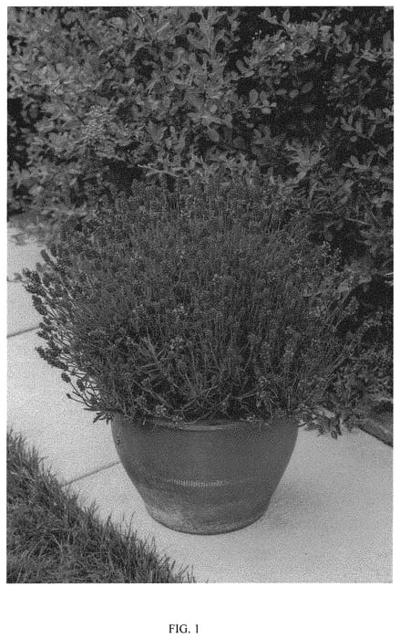 Figure 1 of US plant patent PP32794, the photograph of KERBEEDARK printed in the patent.