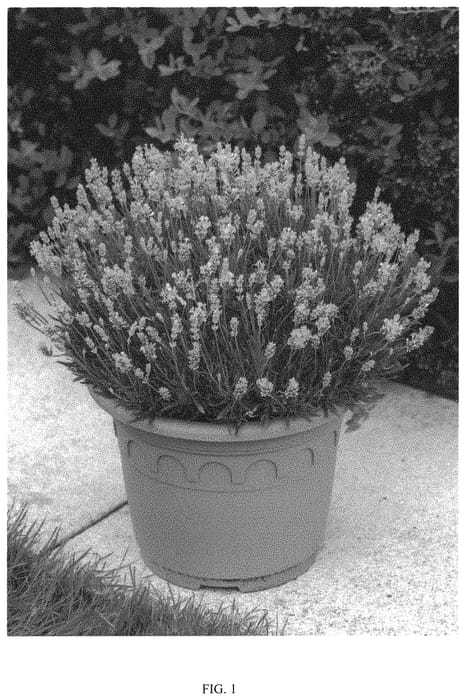 Figure 1 of US plant patent PP32795, the photograph of KERBEEPINK printed in the patent.