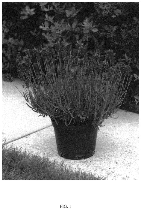 Figure 1 of US plant patent PP32796, the photograph of KERBEEPOWER printed in the patent.