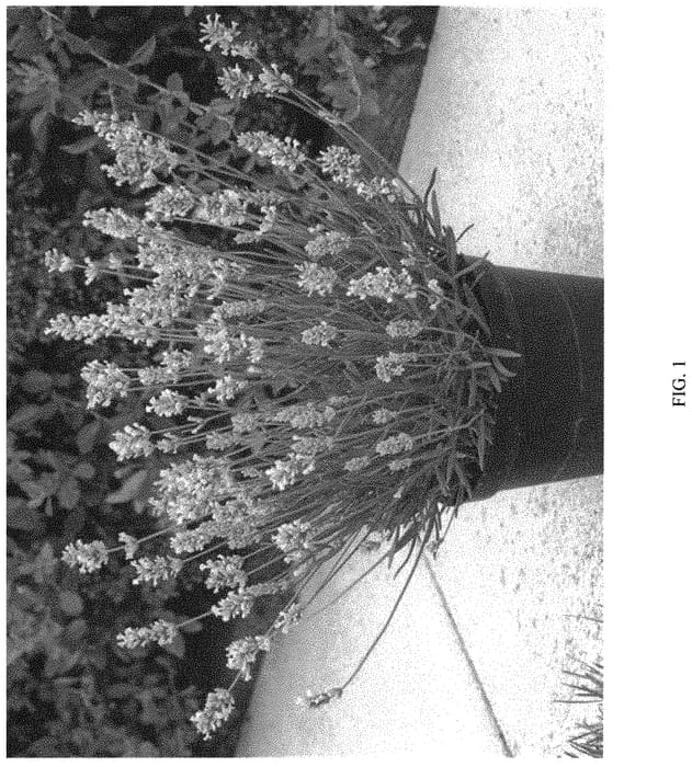 Figure 1 of US plant patent PP32797, the photograph of KERBEEWHITE printed in the patent.