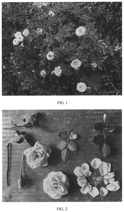 Figure 1 of US plant patent PP32798, the photograph of ZARsunornu printed in the patent.