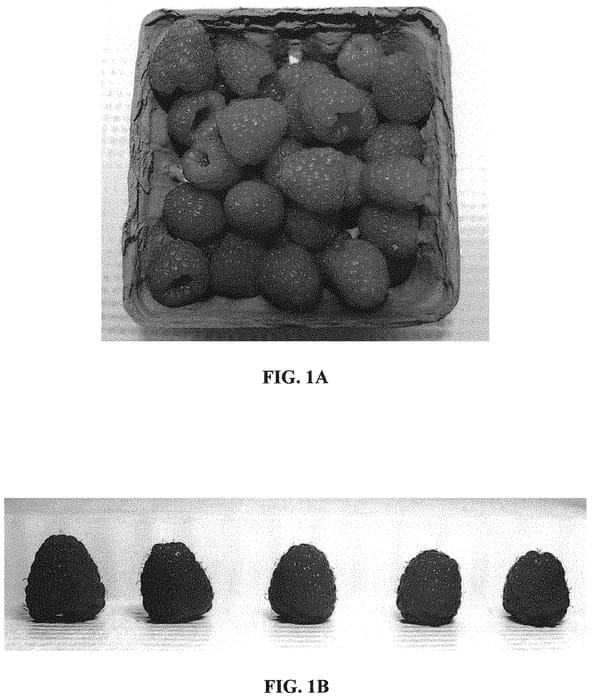 Figure 1 of US plant patent PP32799, the photograph of Crimson Treasure printed in the patent.