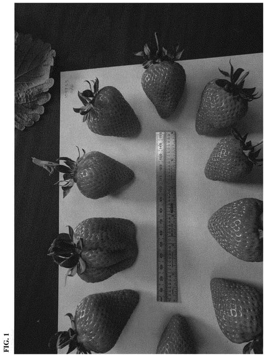 Figure 1 of US plant patent PP32800, the photograph of Yakima printed in the patent.