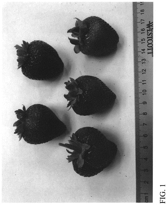 Figure 1 of US plant patent PP32801, the photograph of DrisStrawSixtyNine printed in the patent.