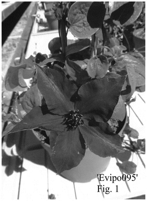 Figure 1 of US plant patent PP32802, the photograph of Evipo095 printed in the patent.