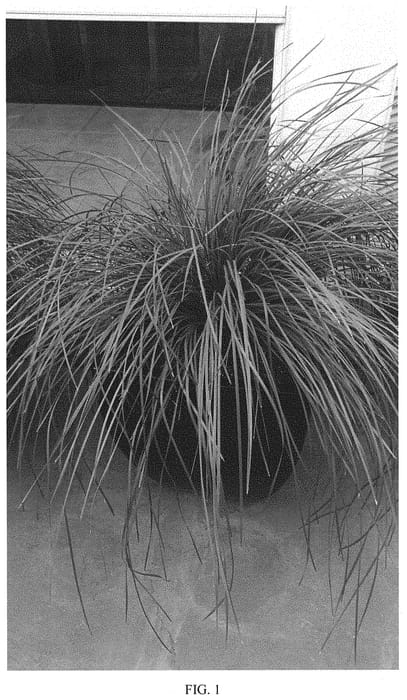 Figure 1 of US plant patent PP32803, the photograph of Olive Green printed in the patent.