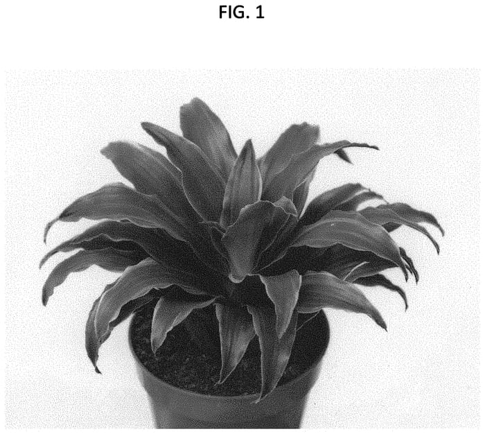 Figure 1 of US plant patent PP32804, the photograph of DRAGREYE printed in the patent.