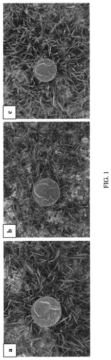 Figure 1 of US plant patent PP32805, the photograph of DALZ 1308 printed in the patent.