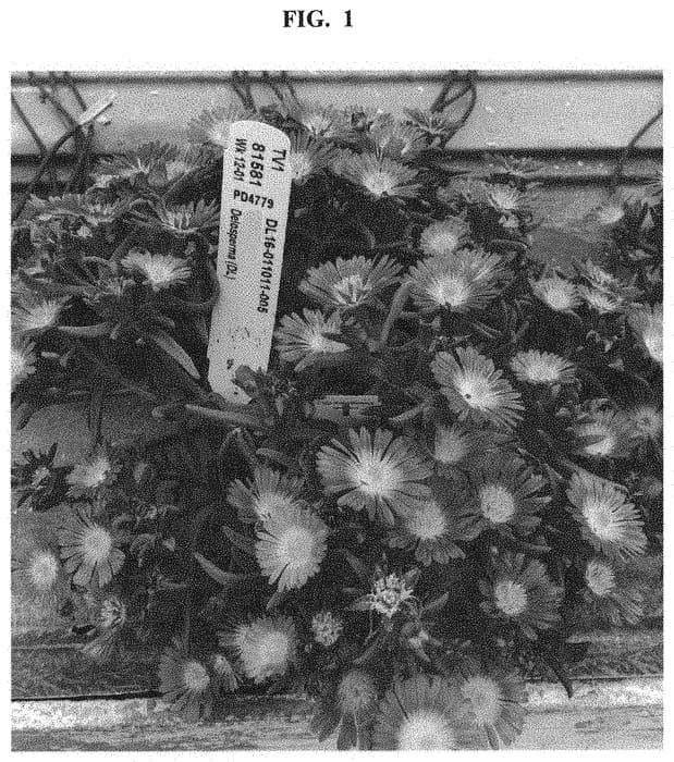 Figure 1 of US plant patent PP32806, the photograph of Dodelsolpi printed in the patent.