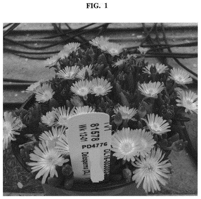 Figure 1 of US plant patent PP32807, the photograph of Dodelrochryye printed in the patent.