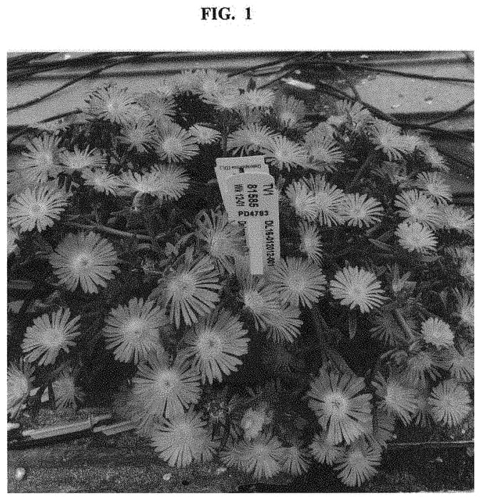 Figure 1 of US plant patent PP32808, the photograph of Dodelsolye printed in the patent.