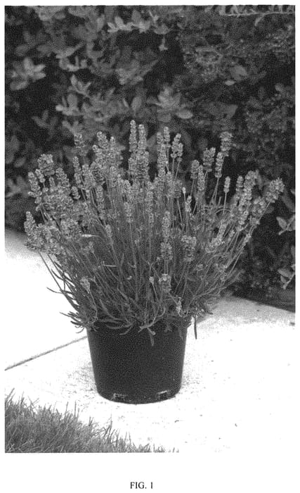 Figure 1 of US plant patent PP32809, the photograph of Kerbeelight printed in the patent.