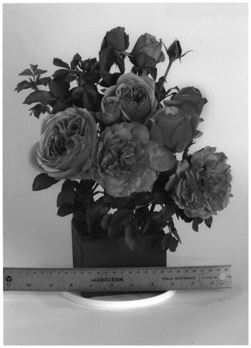 Figure 1 of US plant patent PP32810, the photograph of WEKjucstokol printed in the patent.