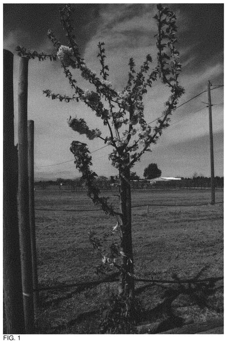 Figure 1 of US plant patent PP32811, the photograph of TARDILAM printed in the patent.