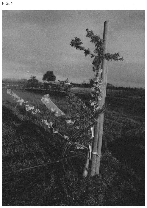 Figure 1 of US plant patent PP32812, the photograph of STARLAM printed in the patent.