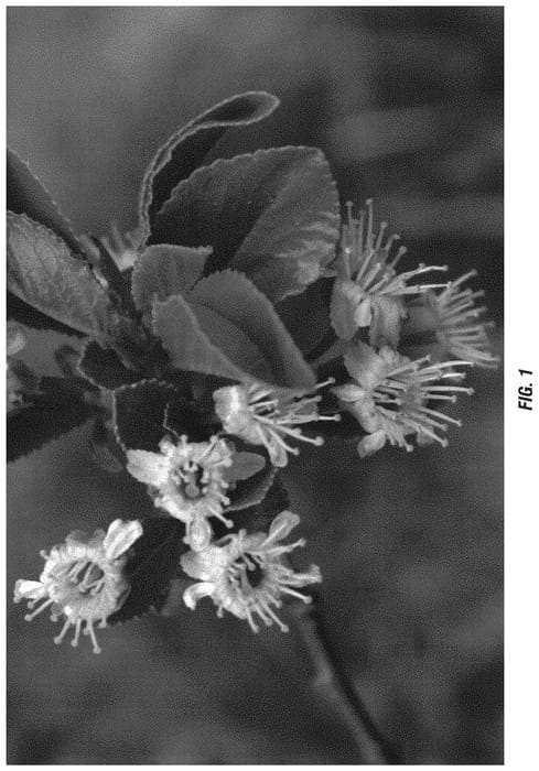 Figure 1 of US plant patent PP32813, the photograph of Lake printed in the patent.