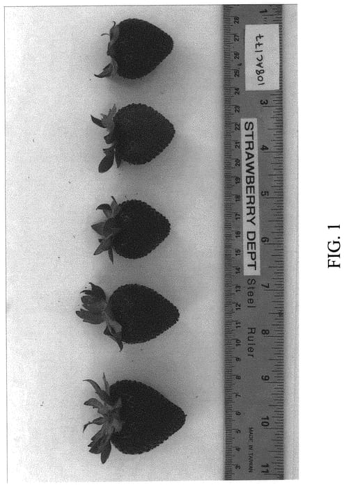 Figure 1 of US plant patent PP32814, the photograph of DrisStrawEightyOne printed in the patent.