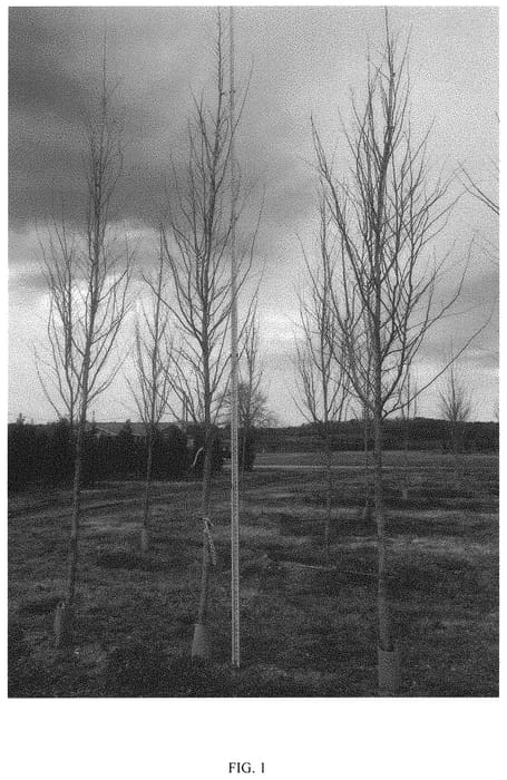 Figure 1 of US plant patent PP32815, the photograph of CCMTF1 printed in the patent.