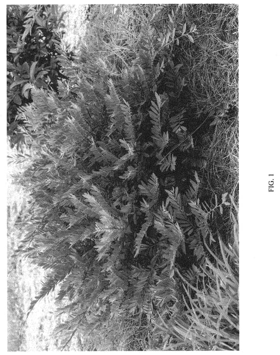 Figure 1 of US plant patent PP32816, the photograph of BLDY01 printed in the patent.