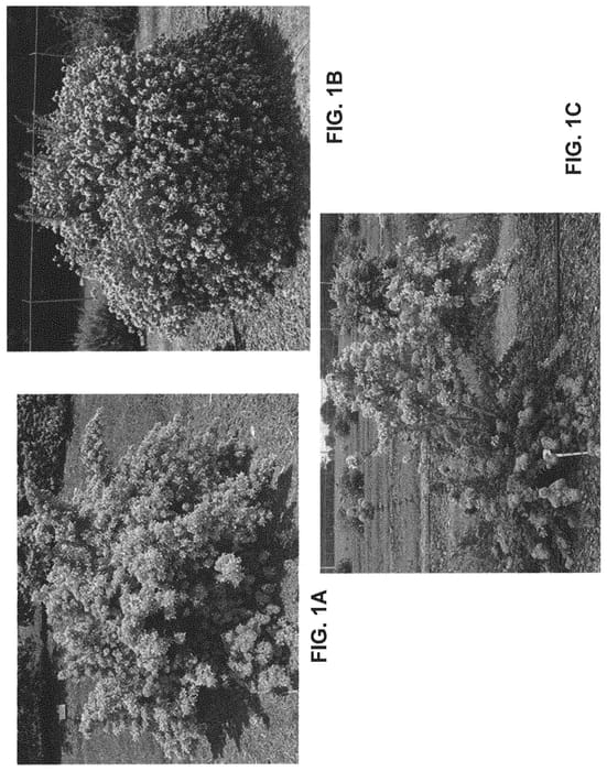 Figure 1 of US plant patent PP32817, the photograph of 00-BC-46-4 printed in the patent.