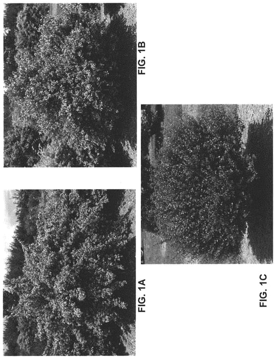 Figure 1 of US plant patent PP32818, the photograph of Abelia plant named 99-6-7 printed in the patent.