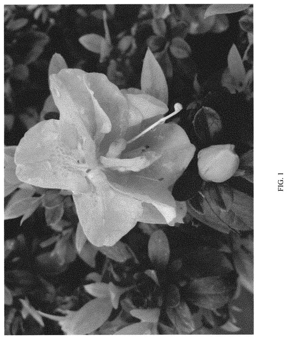 Figure 1 of US plant patent PP32819, the photograph of NCRX3 printed in the patent.