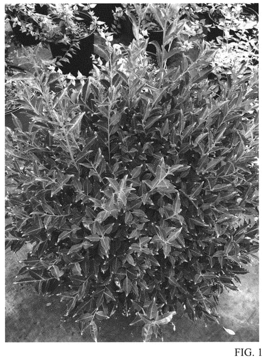 Figure 1 of US plant patent PP32820, the photograph of RutHol2 printed in the patent.
