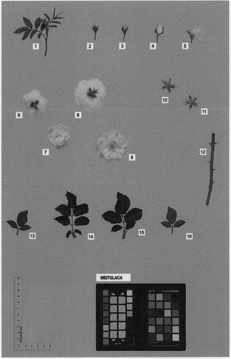 Figure 1 of US plant patent PP32821, the photograph of MEITULACA printed in the patent.