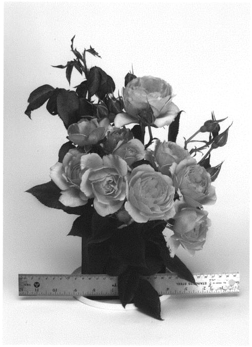 Figure 1 of US plant patent PP32822, the photograph of WEKspodotogi printed in the patent.