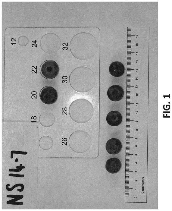 Figure 1 of US plant patent PP32823, the photograph of NS 14-7 printed in the patent.