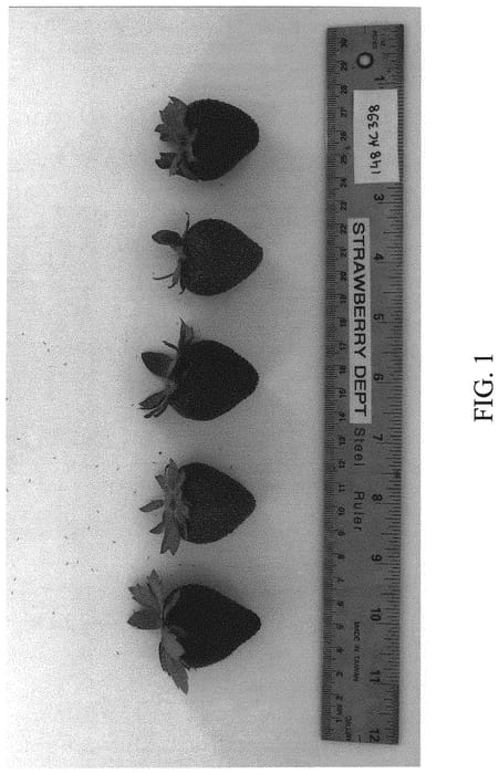 Figure 1 of US plant patent PP32824, the photograph of DrisStrawEighty printed in the patent.