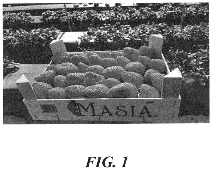 Figure 1 of US plant patent PP32825, the photograph of A13-71 printed in the patent.