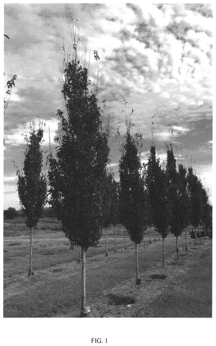 Figure 1 of US plant patent PP32826, the photograph of CCMTF2 printed in the patent.
