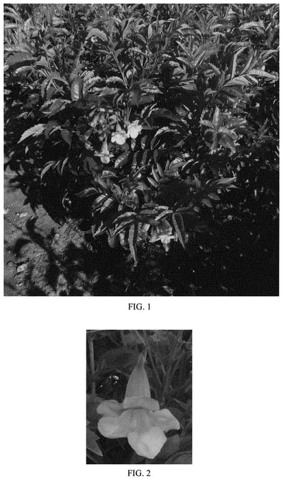 Figure 1 of US plant patent PP32827, the photograph of Balbahrise printed in the patent.