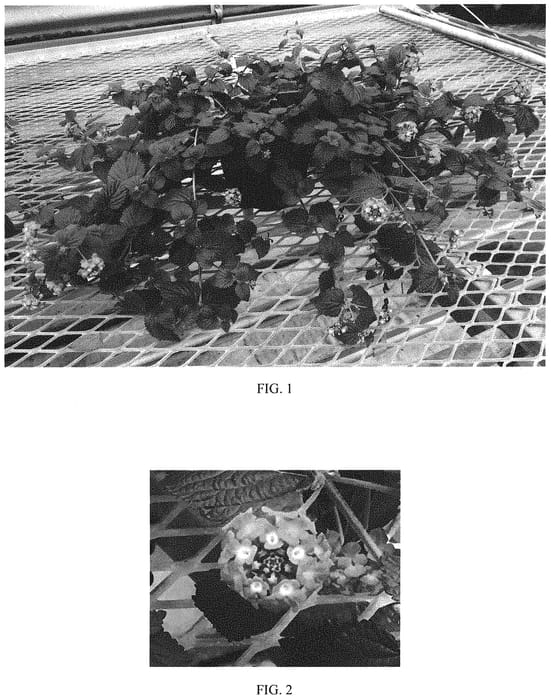 Figure 1 of US plant patent PP32828, the photograph of Purple Falls printed in the patent.