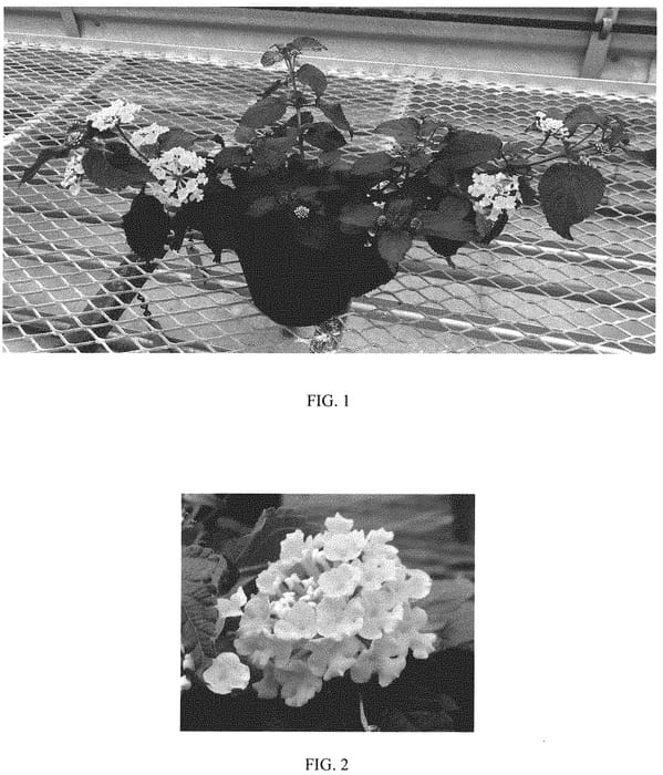 Figure 1 of US plant patent PP32829, the photograph of Ballany177 printed in the patent.