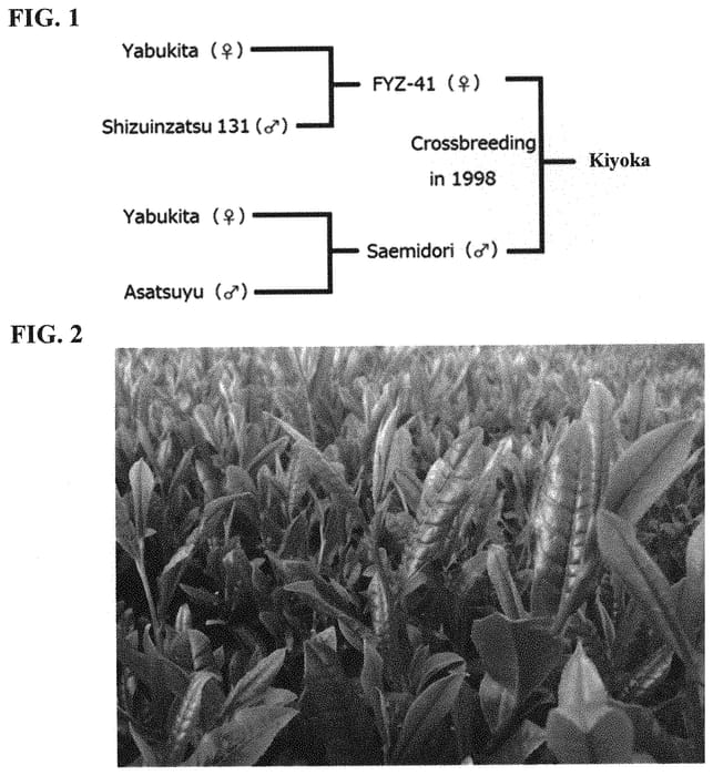 Figure 1 of US plant patent PP32830, the photograph of Kiyoka printed in the patent.