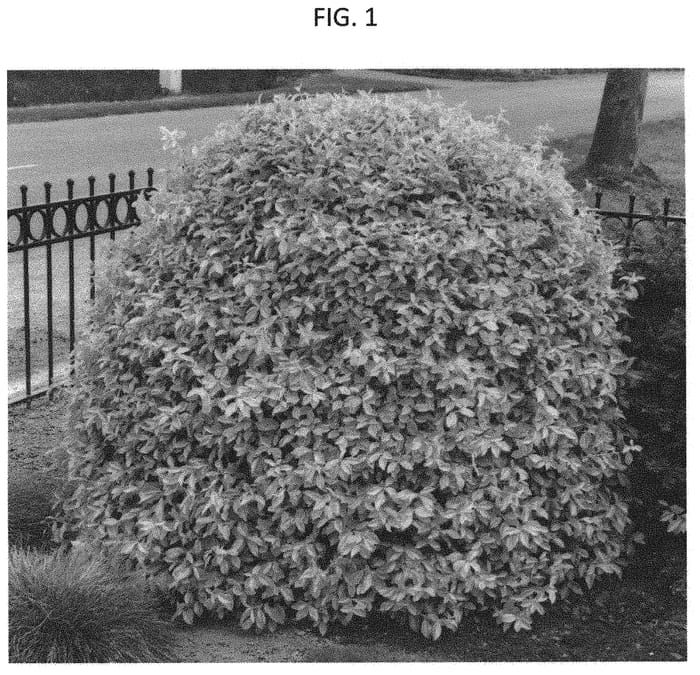 Figure 1 of US plant patent PP32831, the photograph of HEESGO1801 printed in the patent.