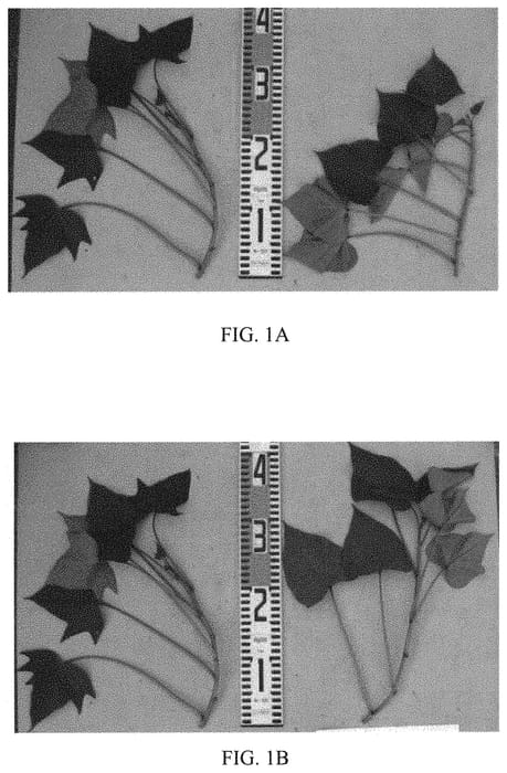 Figure 1 of US plant patent PP32832, the photograph of Fukumurasaki printed in the patent.